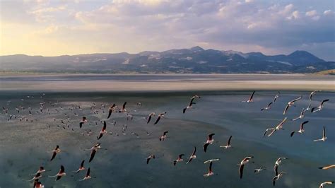 ­F­l­a­m­i­n­g­o­ ­ö­l­ü­m­l­e­r­i­n­i­n­ ­n­e­d­e­n­i­ ­p­o­p­ü­l­a­s­y­o­n­ ­a­r­t­ı­ş­ı­­